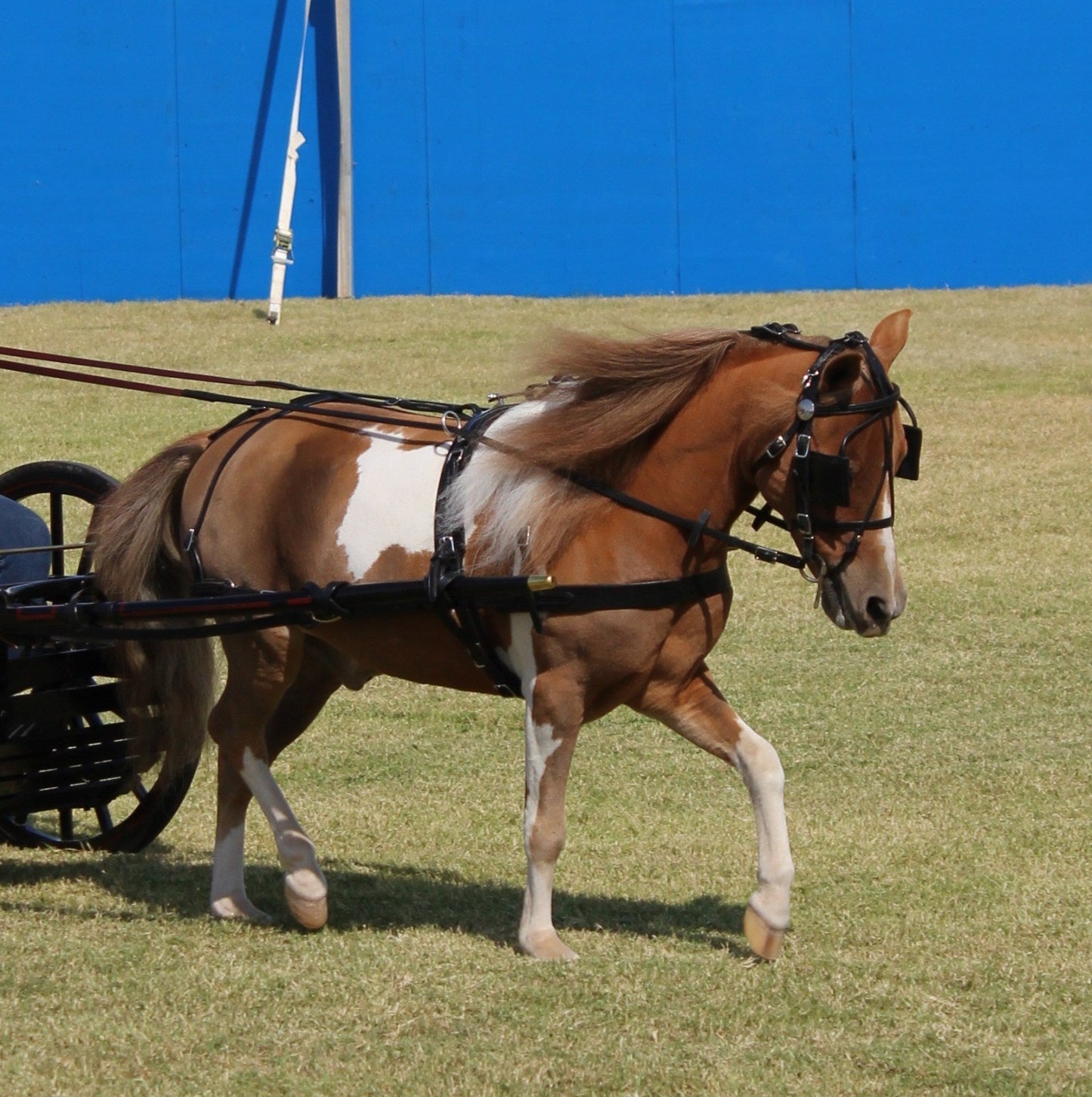 Leather Breast Collar for Minis & Ponies by Mose Miller