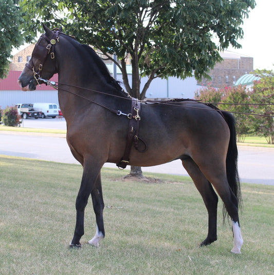 Bitting Breaking Training Harness (Mini thru Draft) by Mose Miller and Amber Kildow