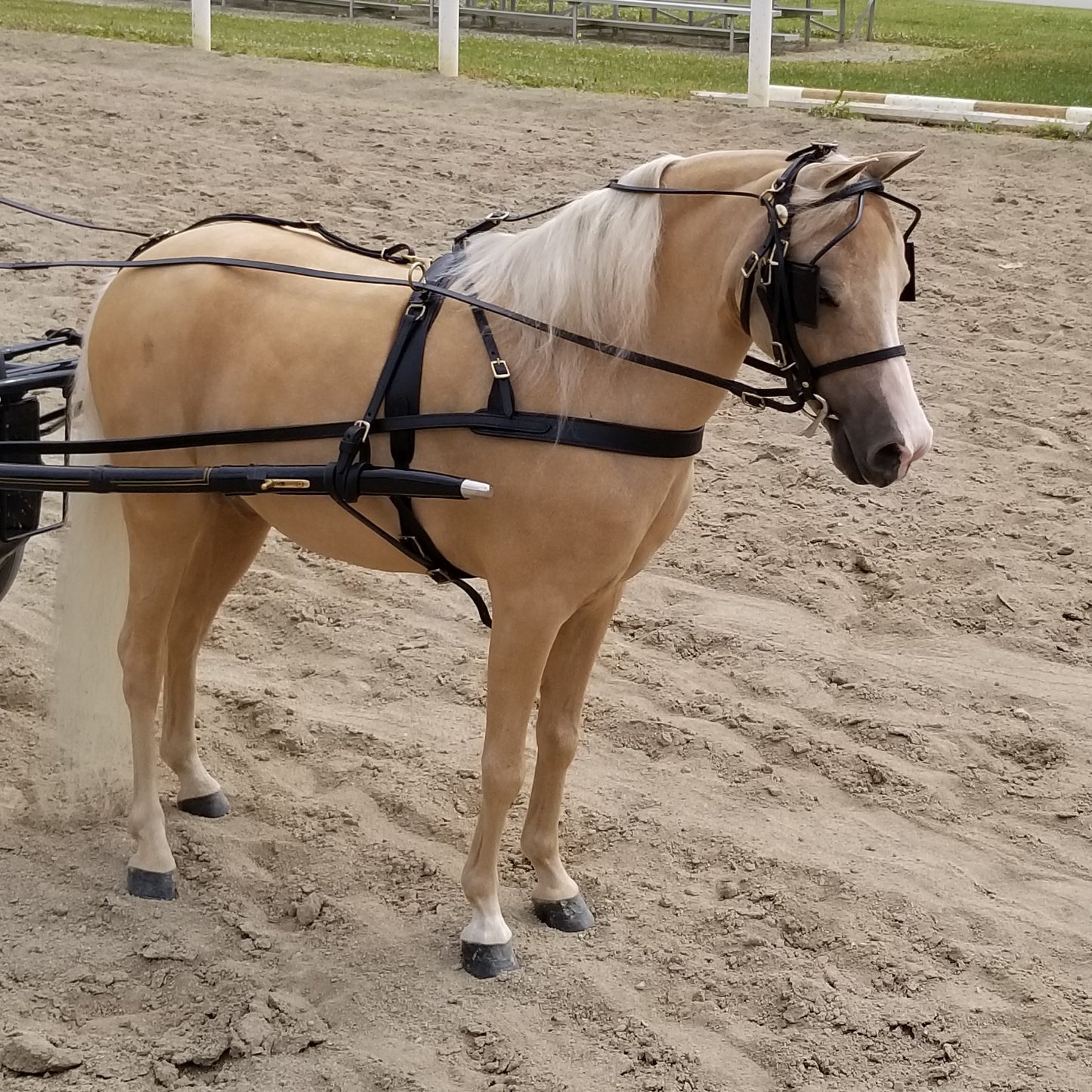 Leather Pleasure Harness for Minis and Ponies