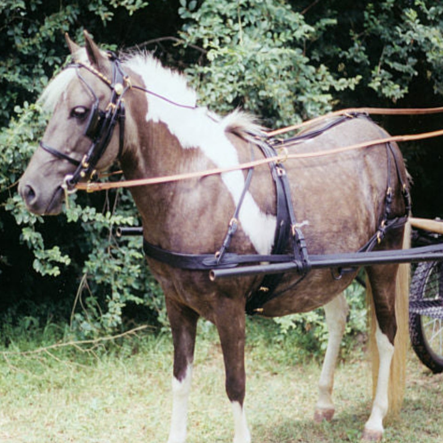 Leather Carriage Harness by Mose Miller