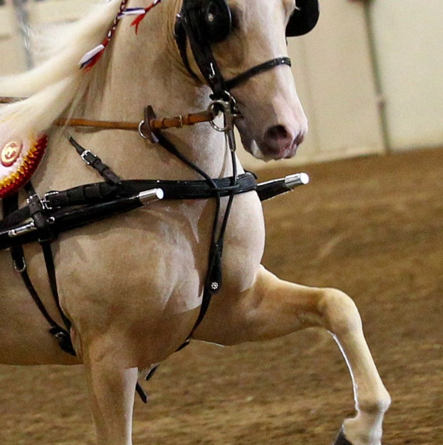 Leather Show Buckle In Breast Collar for Minis & Ponies by Mose Miller