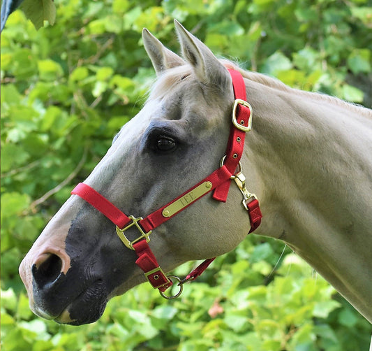 Premium Nylon Horse Halter with Two Brass Tags