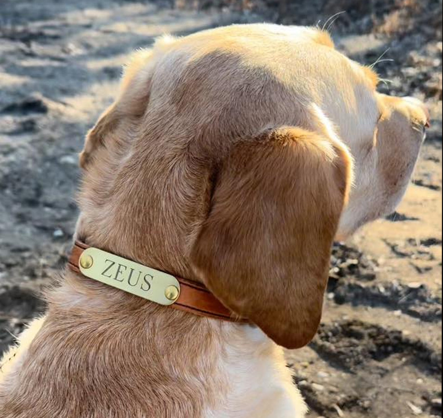 Personalized Amish Made Flat Leather Dog Collar with One Brass Tag