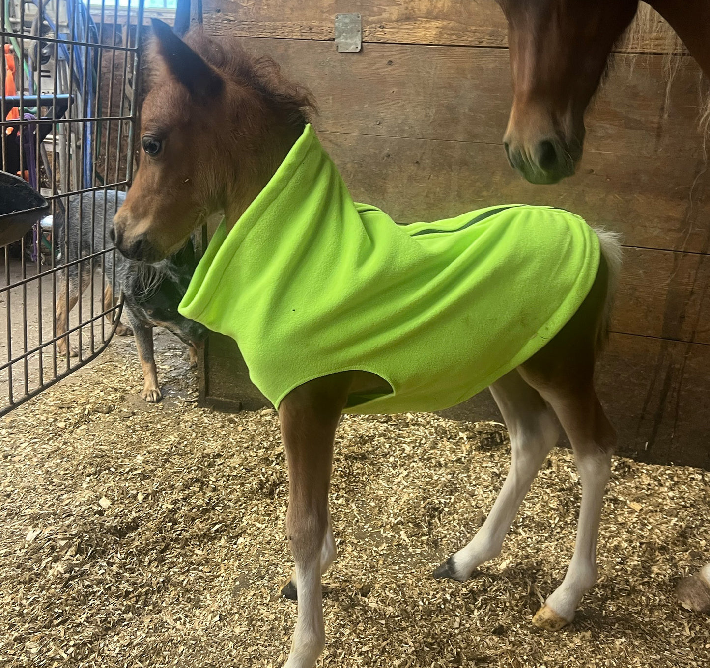 Miniature Foal Solid Fleece Jacket