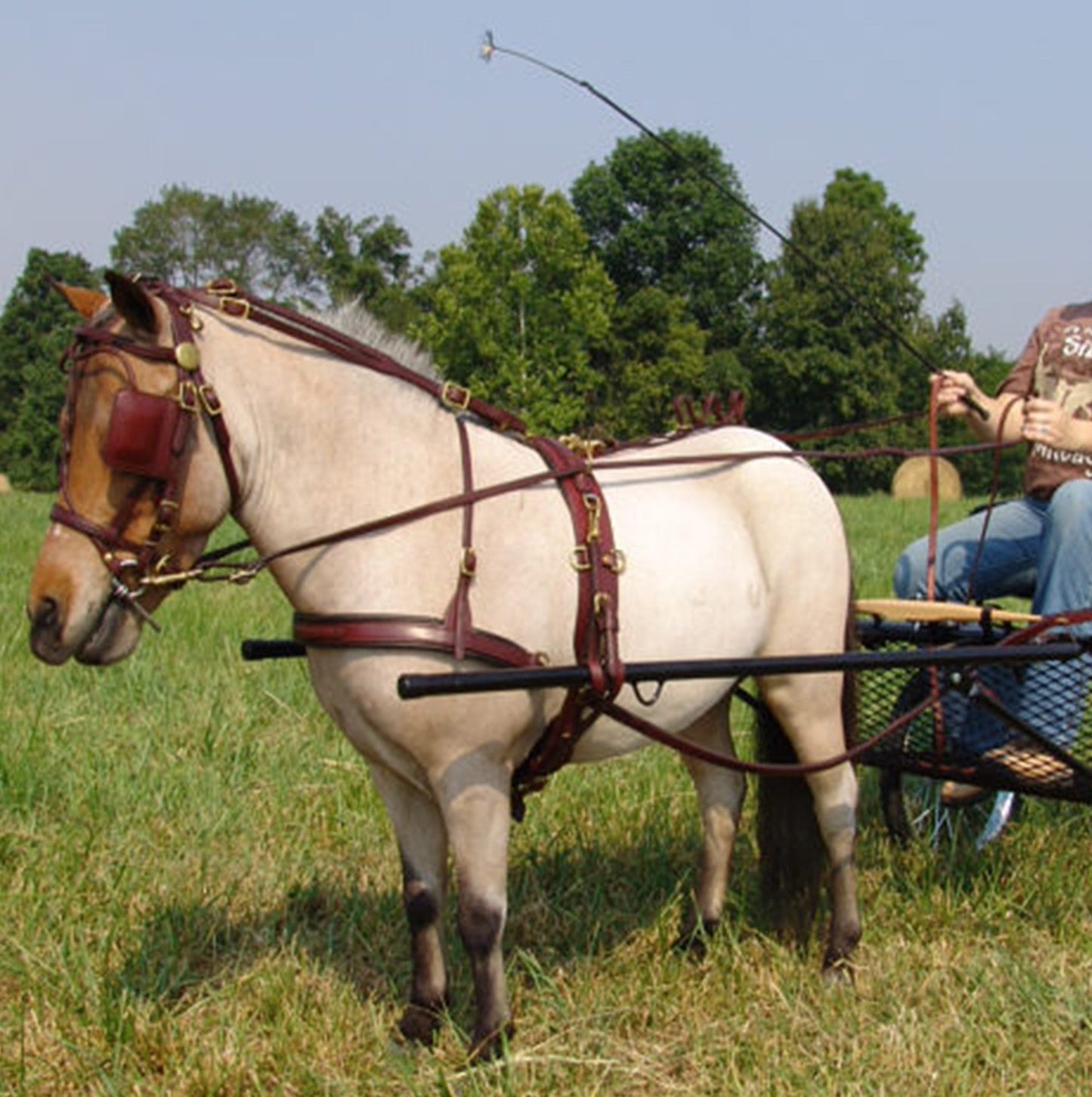 Bitting Breaking Training Harness (Mini thru Draft) by Mose Miller and Amber Kildow