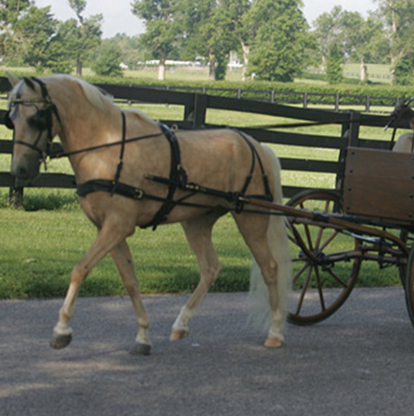 Leather Carriage Harness by Mose Miller