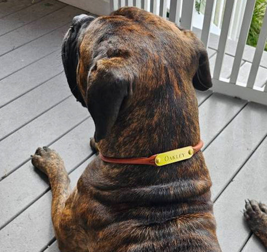 Personalized Amish Made Rolled Leather Dog Collar with One Brass Tag