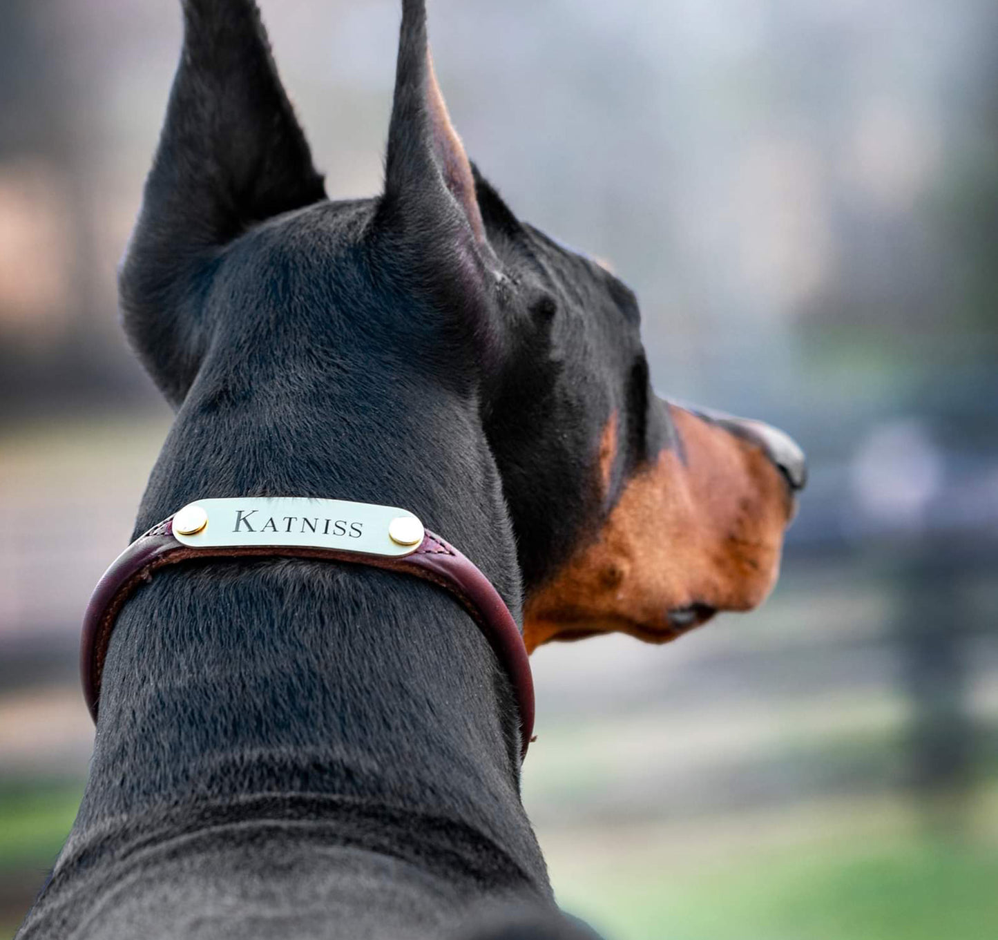 Personalized Amish Made Rolled Leather Dog Collar with One Brass Tag