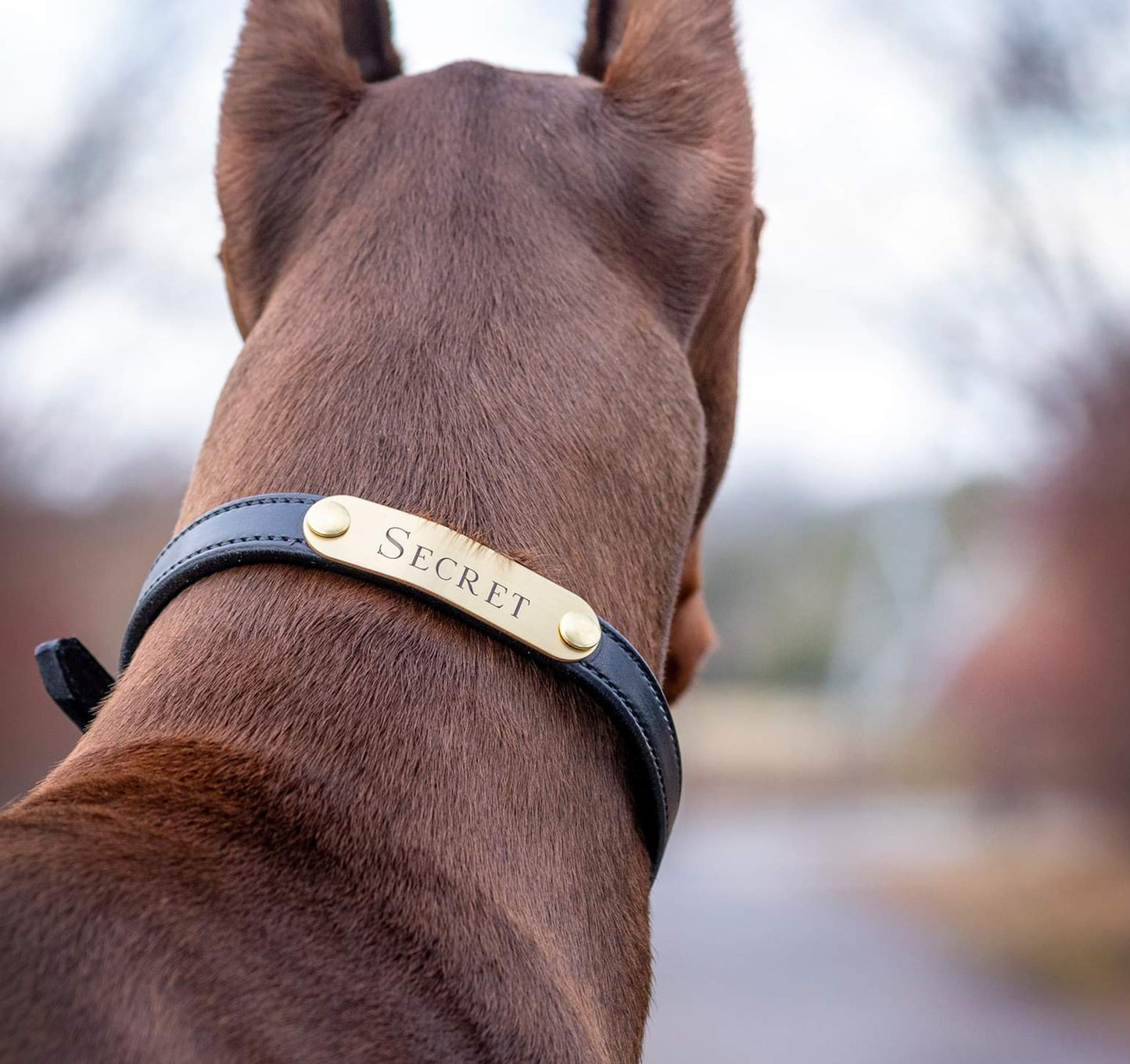 Personalized Amish Made Rolled Leather Dog Collar with One Brass Tag