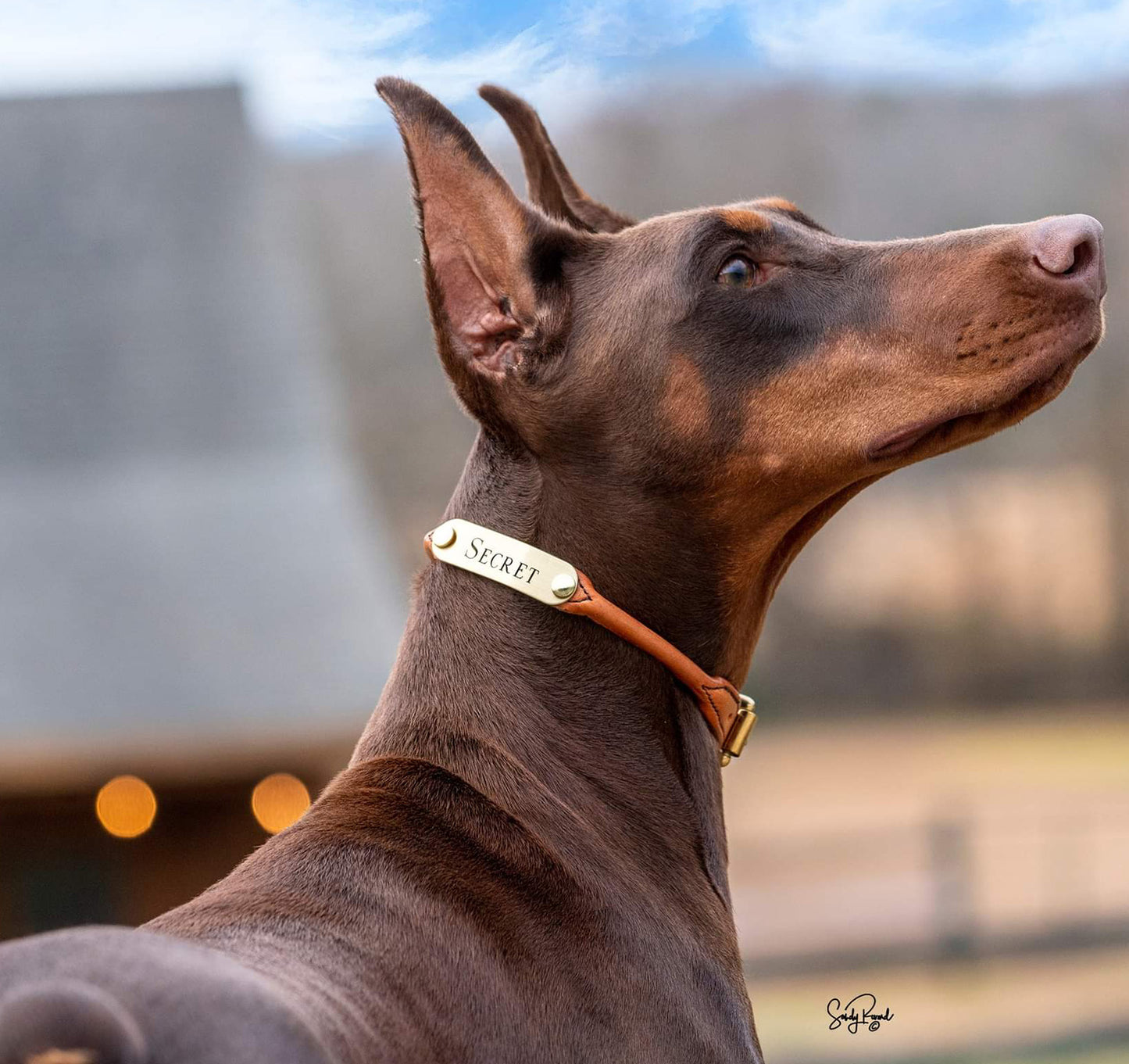 Personalized Amish Made Rolled Leather Dog Collar with One Brass Tag