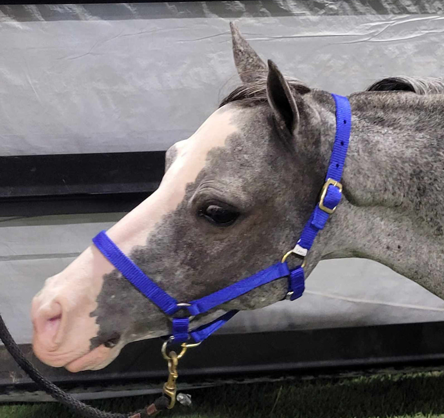 Economy Mini Nylon Halter