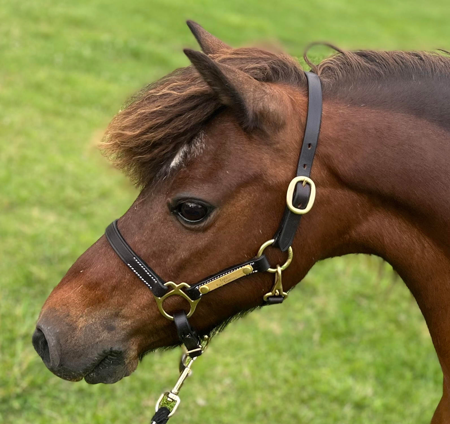 Personalized Economy Miniature Leather Halter with One Brass Tag