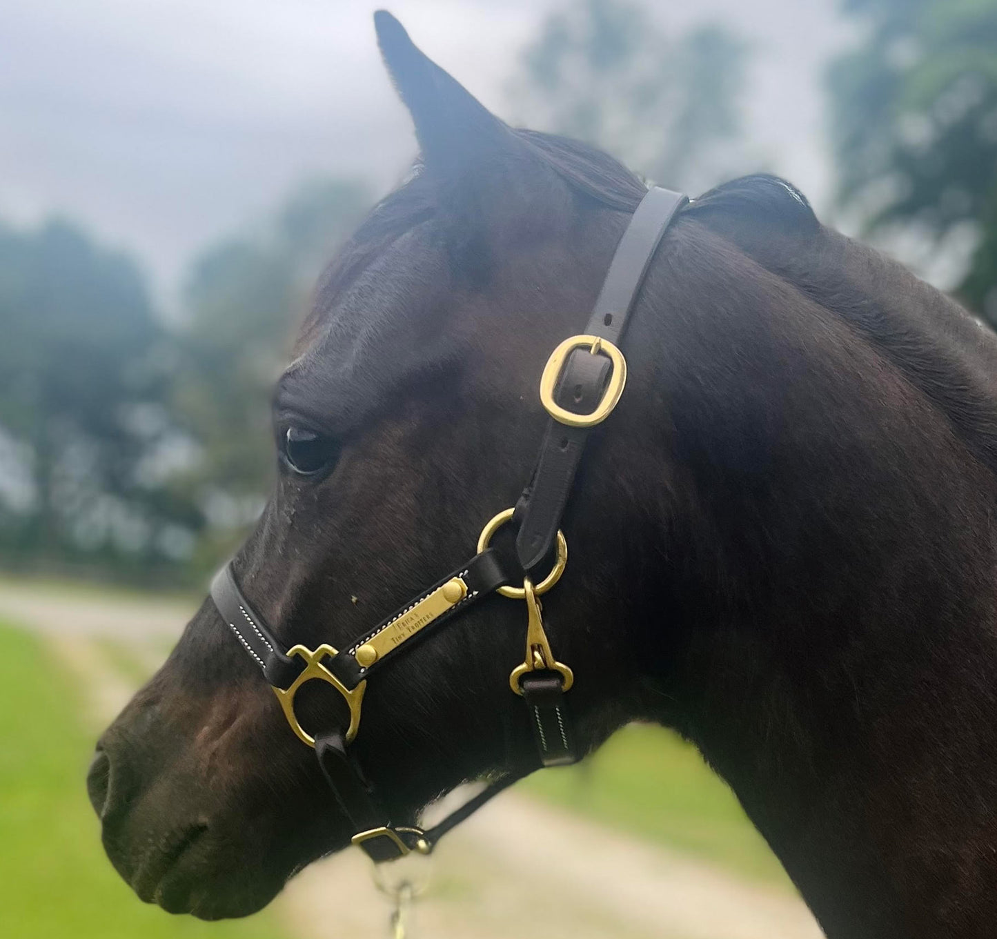 Personalized Economy Miniature Leather Halter with One Brass Tag