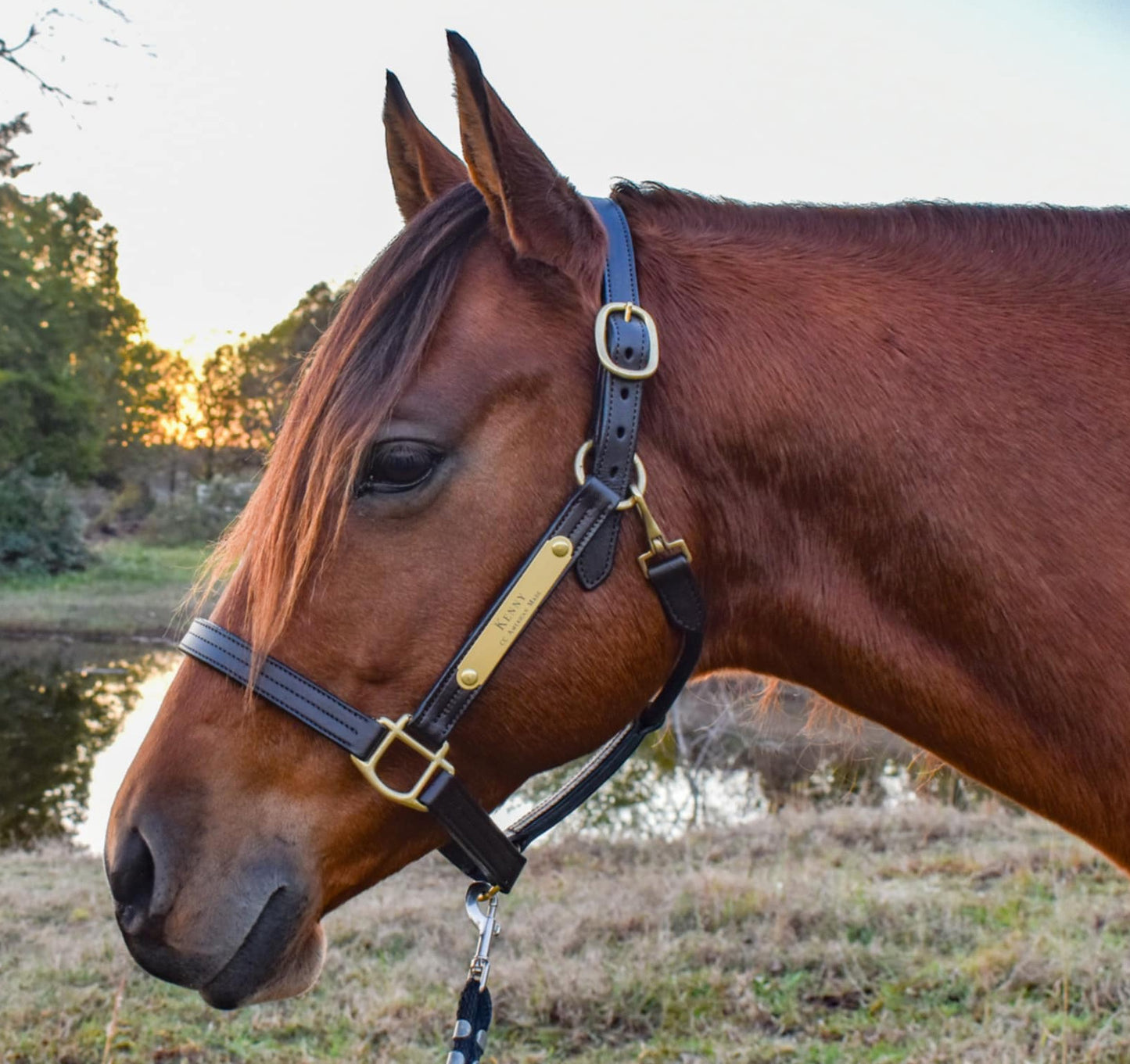 Personalized Triple Leather Horse Halter