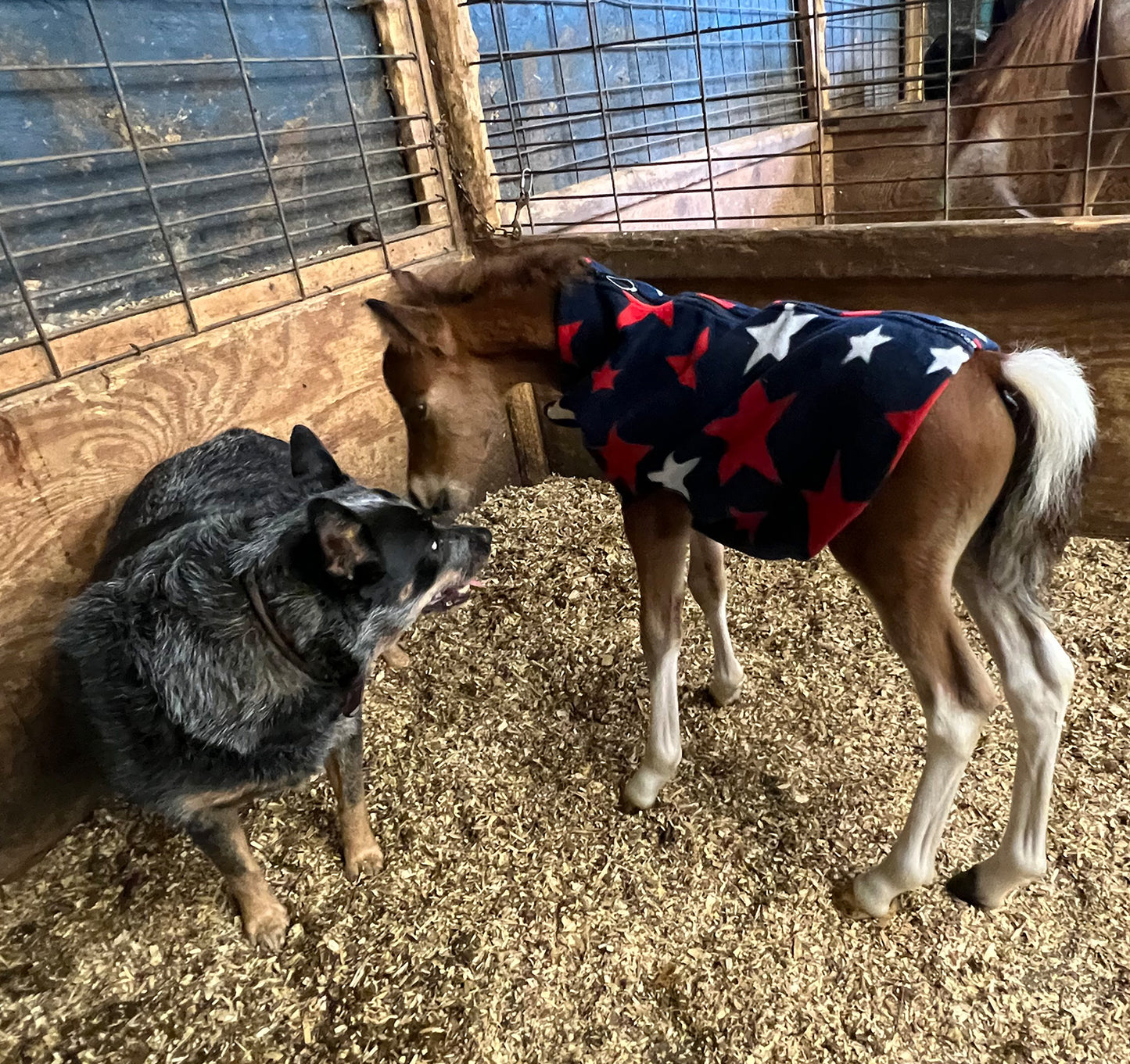 Miniature Foal Print Fleece Jacket