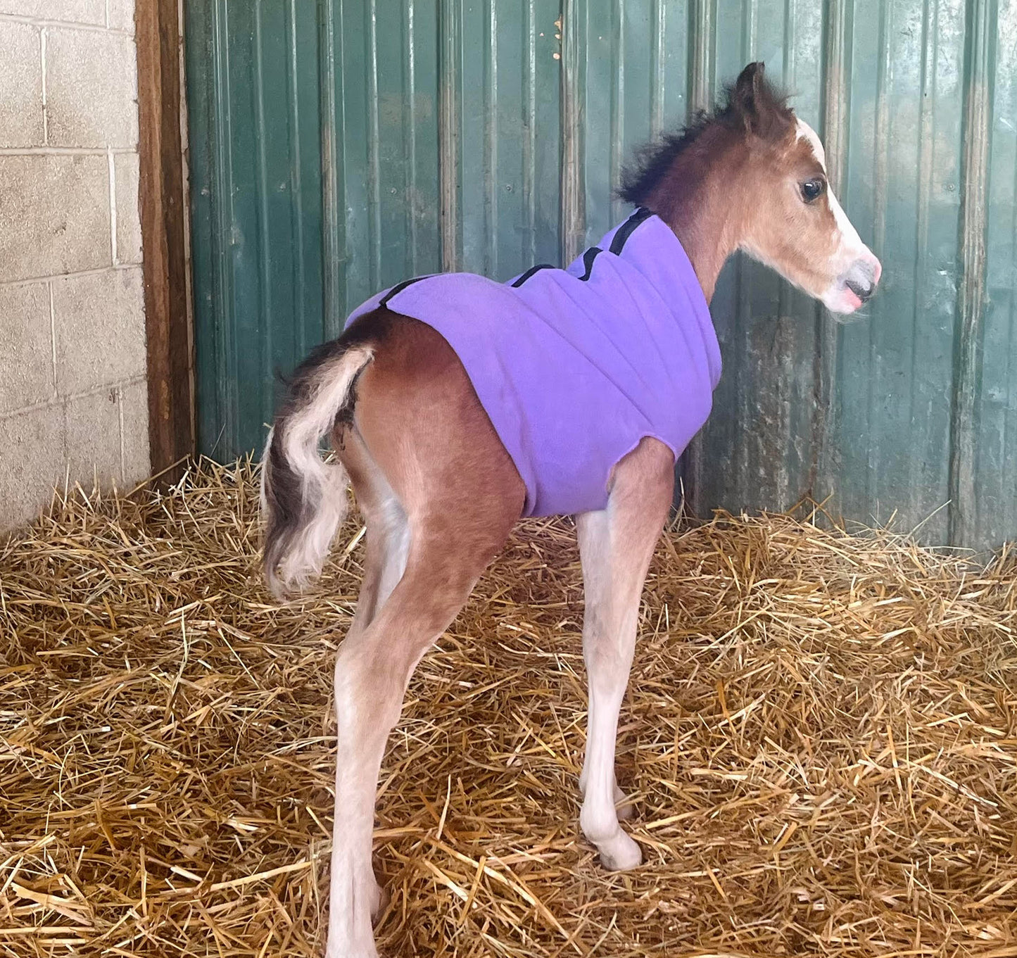 Miniature Foal Solid Fleece Jacket