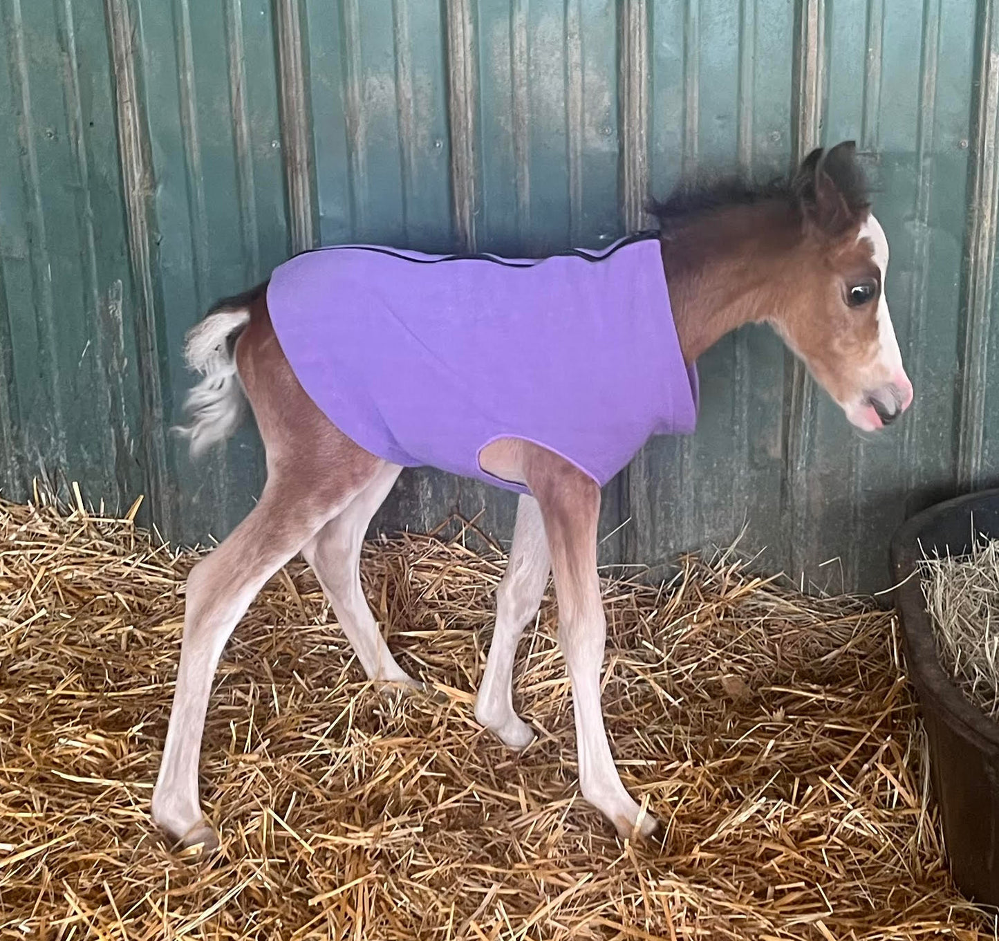 Miniature Foal Solid Fleece Jacket