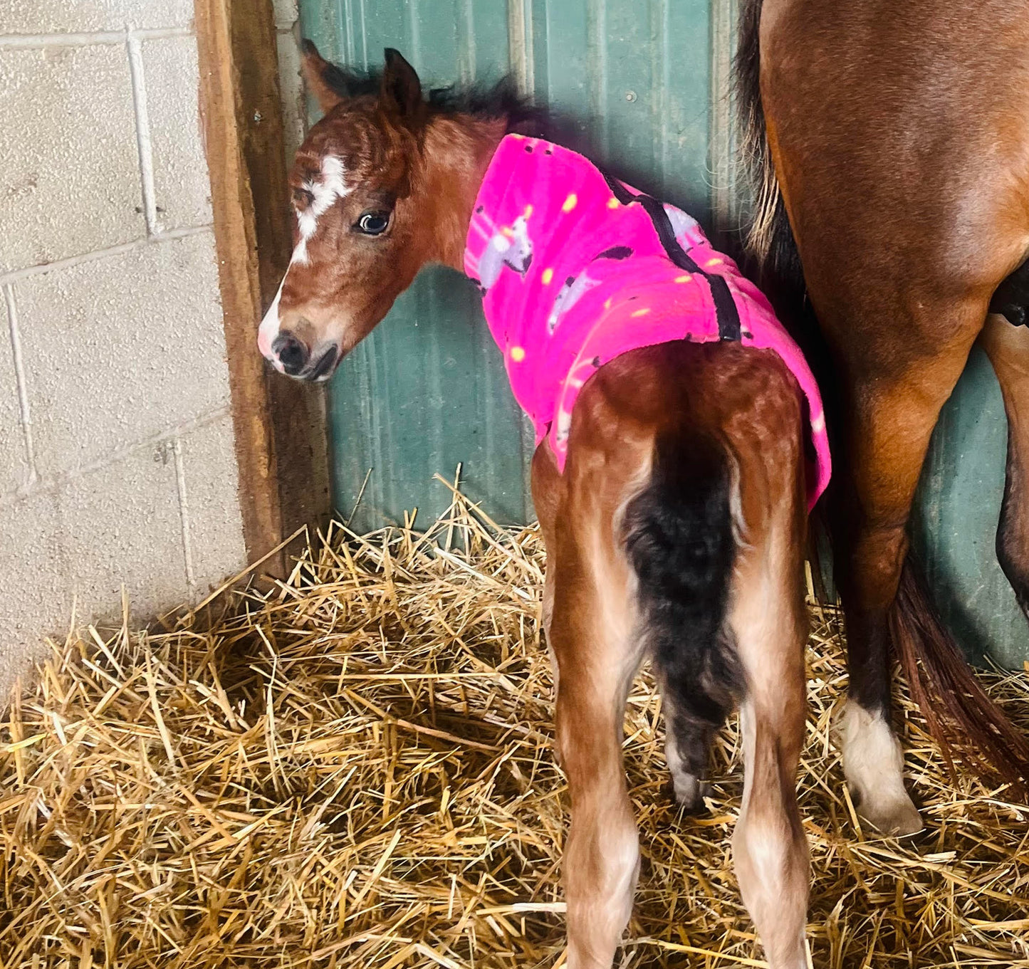 Miniature Foal Print Fleece Jacket