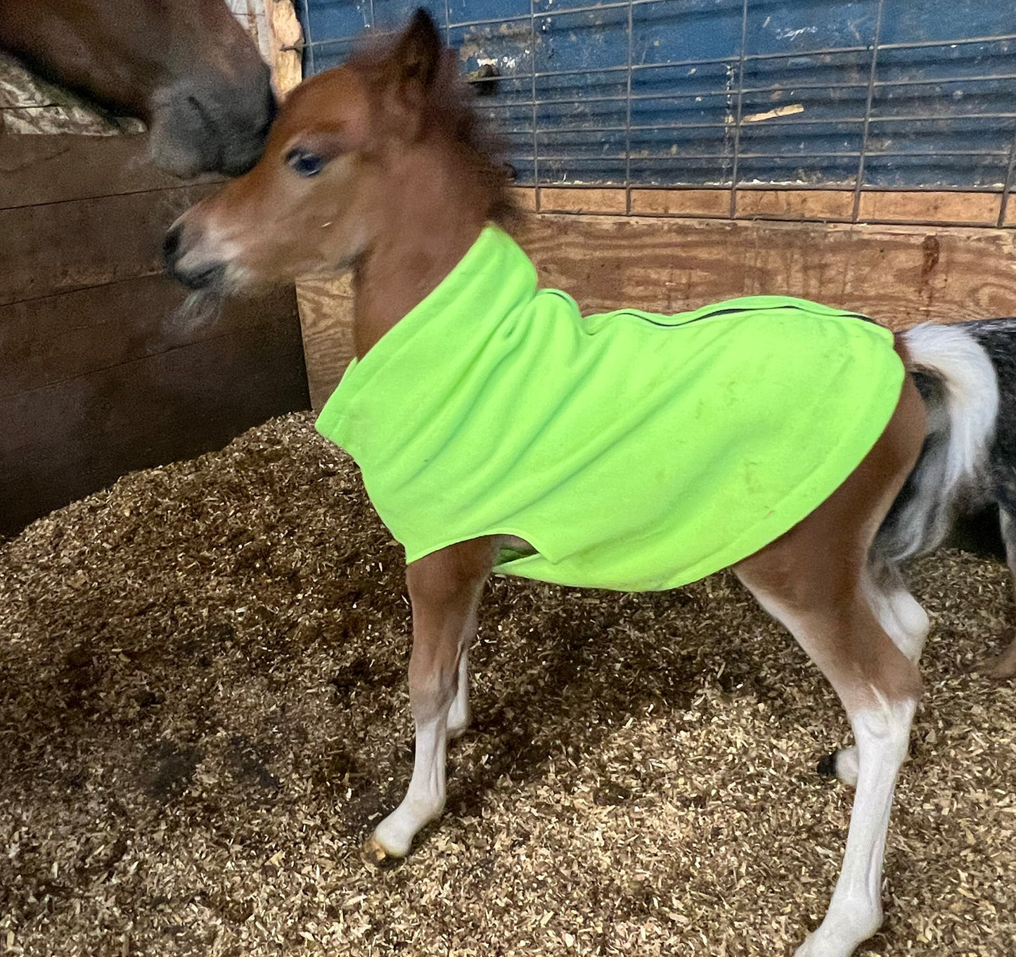 Miniature Foal Solid Fleece Jacket