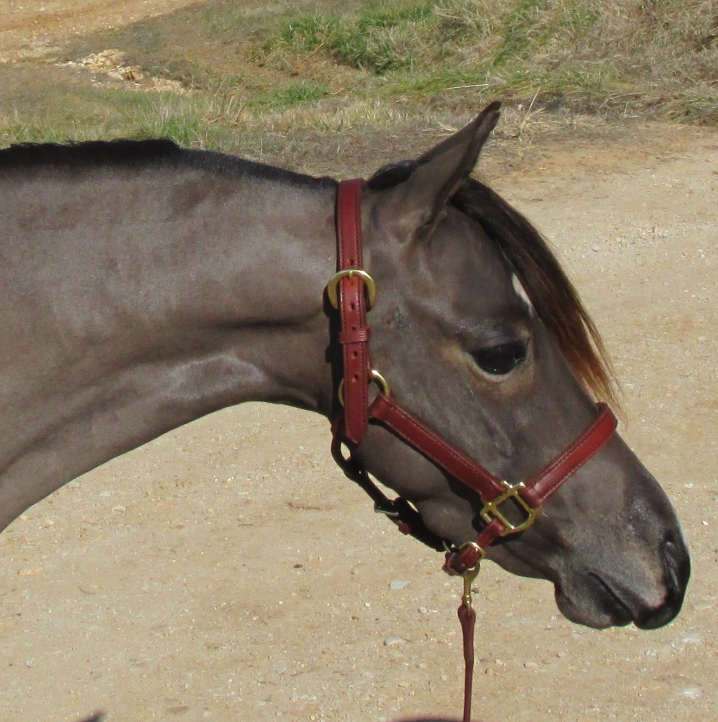 Leather Quarter Style Halter 3/4" Mini and Pony by Mose Miller