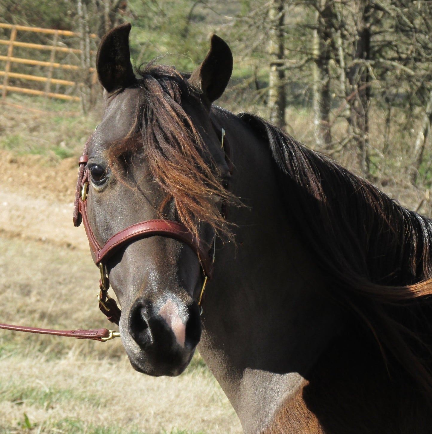 Leather Quarter Style Halter 3/4" Mini and Pony by Mose Miller