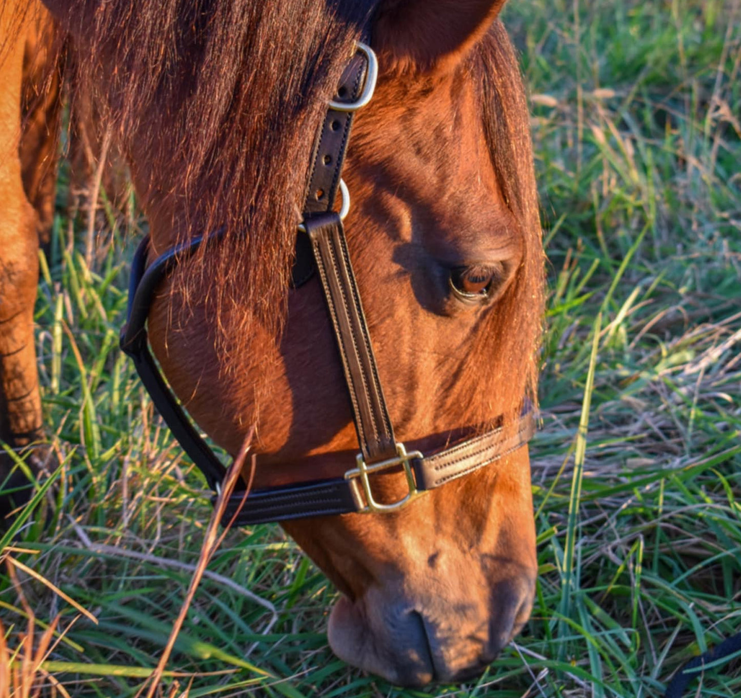 Premium Triple Leather Horse Halter