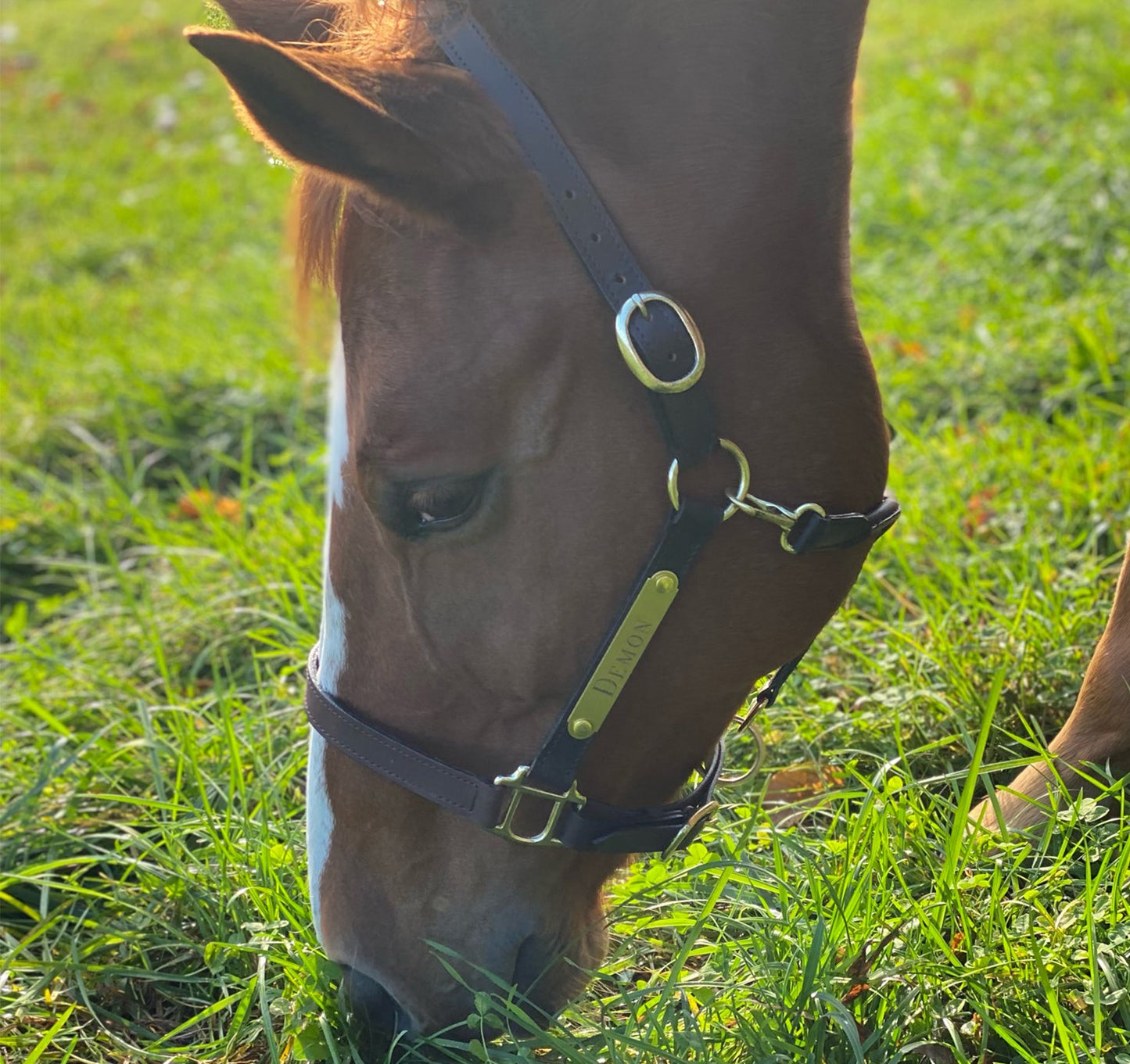 Personalized Economy Leather Halter with Two Brass Tags