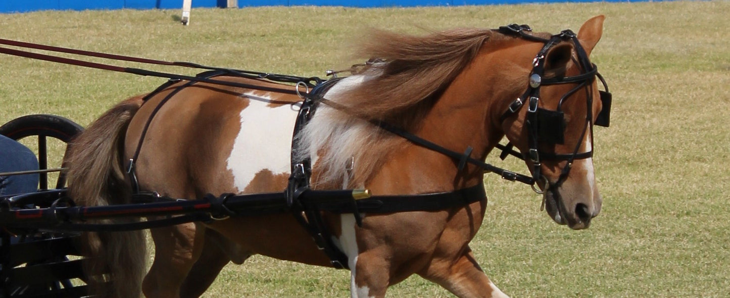 Leather Flat Driving Lines for Minis & Ponies by Mose Miller