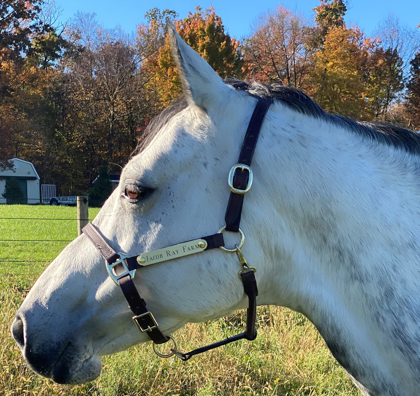 Personalized Economy Leather Halter with Two Brass Tags