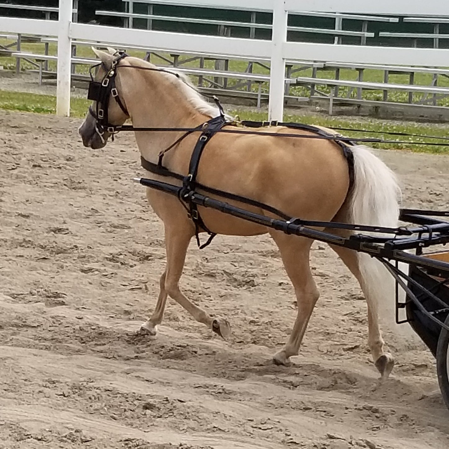 Leather Pleasure Harness for Minis and Ponies