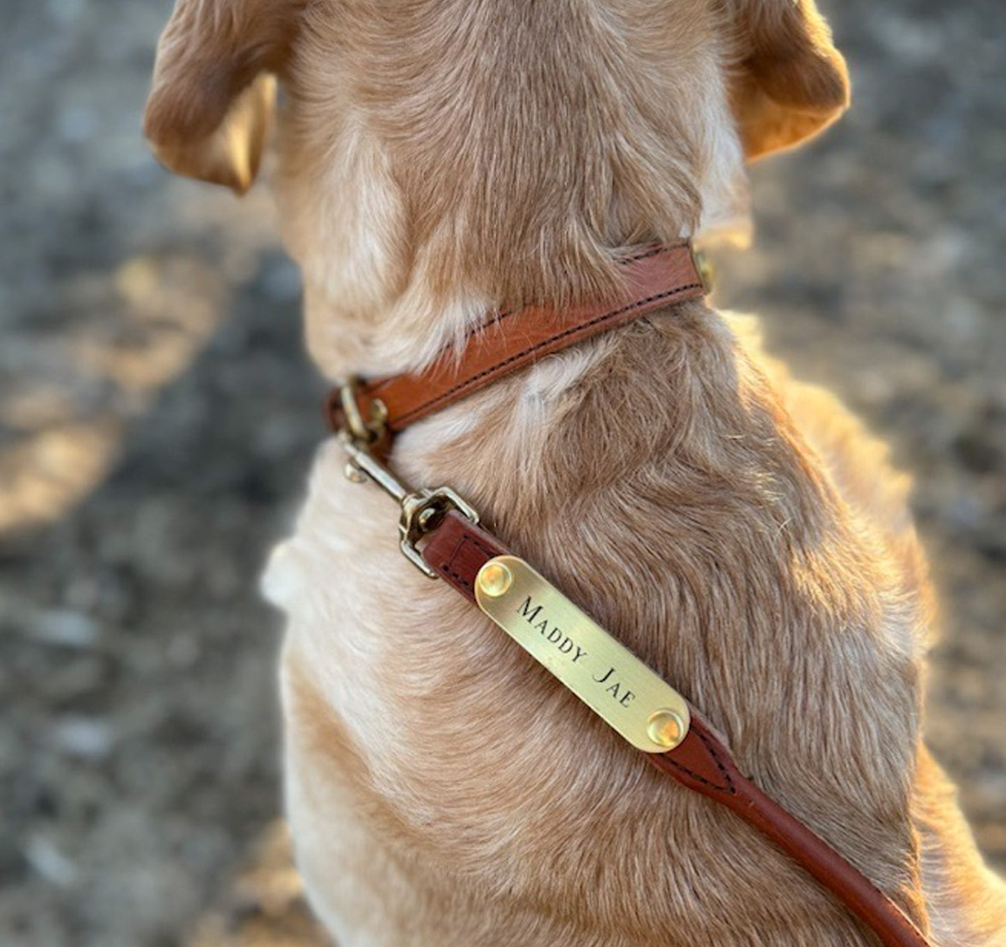 Personalized Amish Made Rolled Leather Dog Leash with One Brass Tag