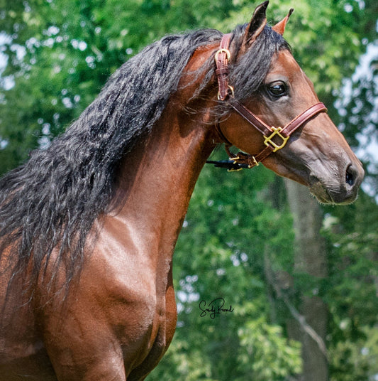 Leather Quarter Style Halter 3/4" Mini and Pony by Mose Miller