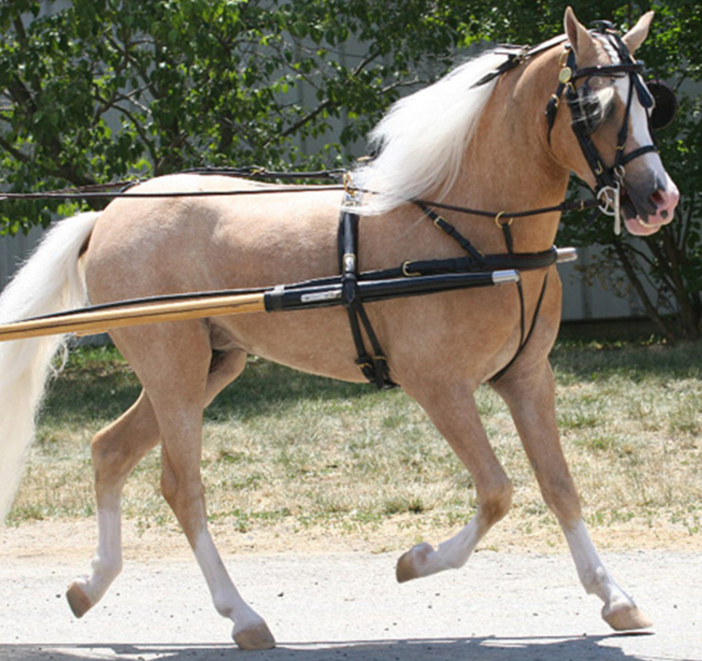 Rolled Leather Fancy Show Harness Miniature and Pony by Mose Miller