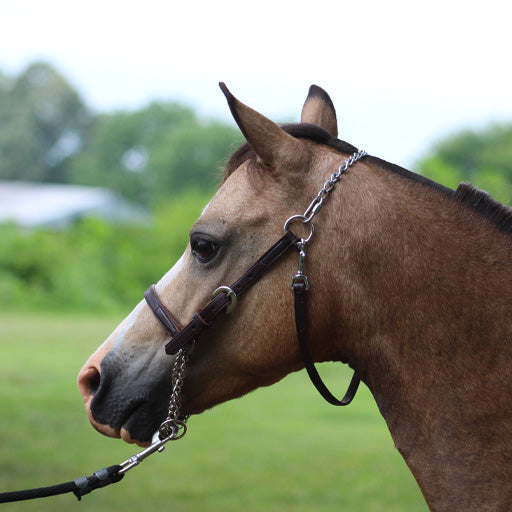 Leather Training Halter by Mose Miller