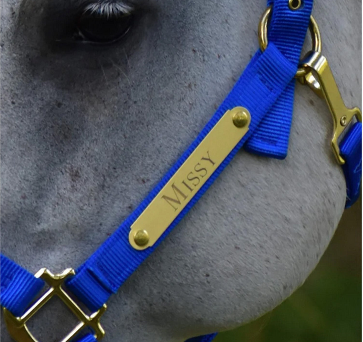 Personalized Brass Horse Halter Tag