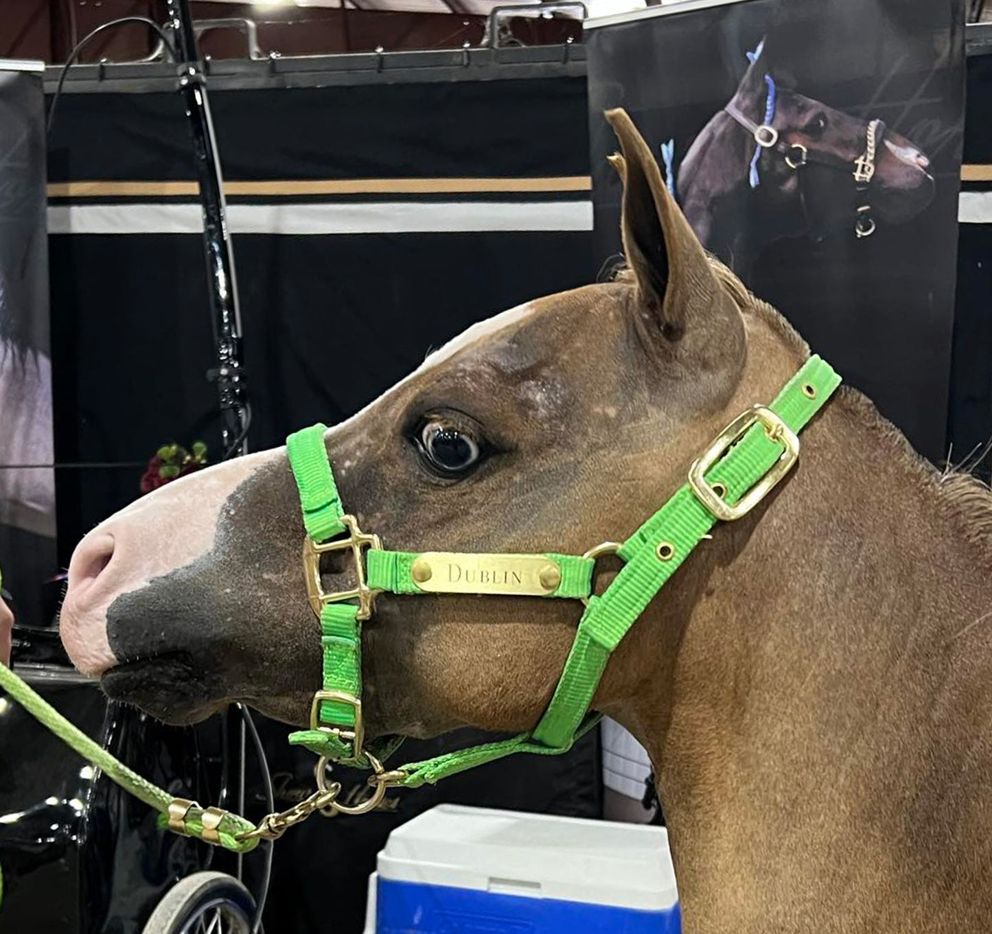 Neon Nylon Miniature & Pony Halter with One Brass Tag & Matching Lead Rope