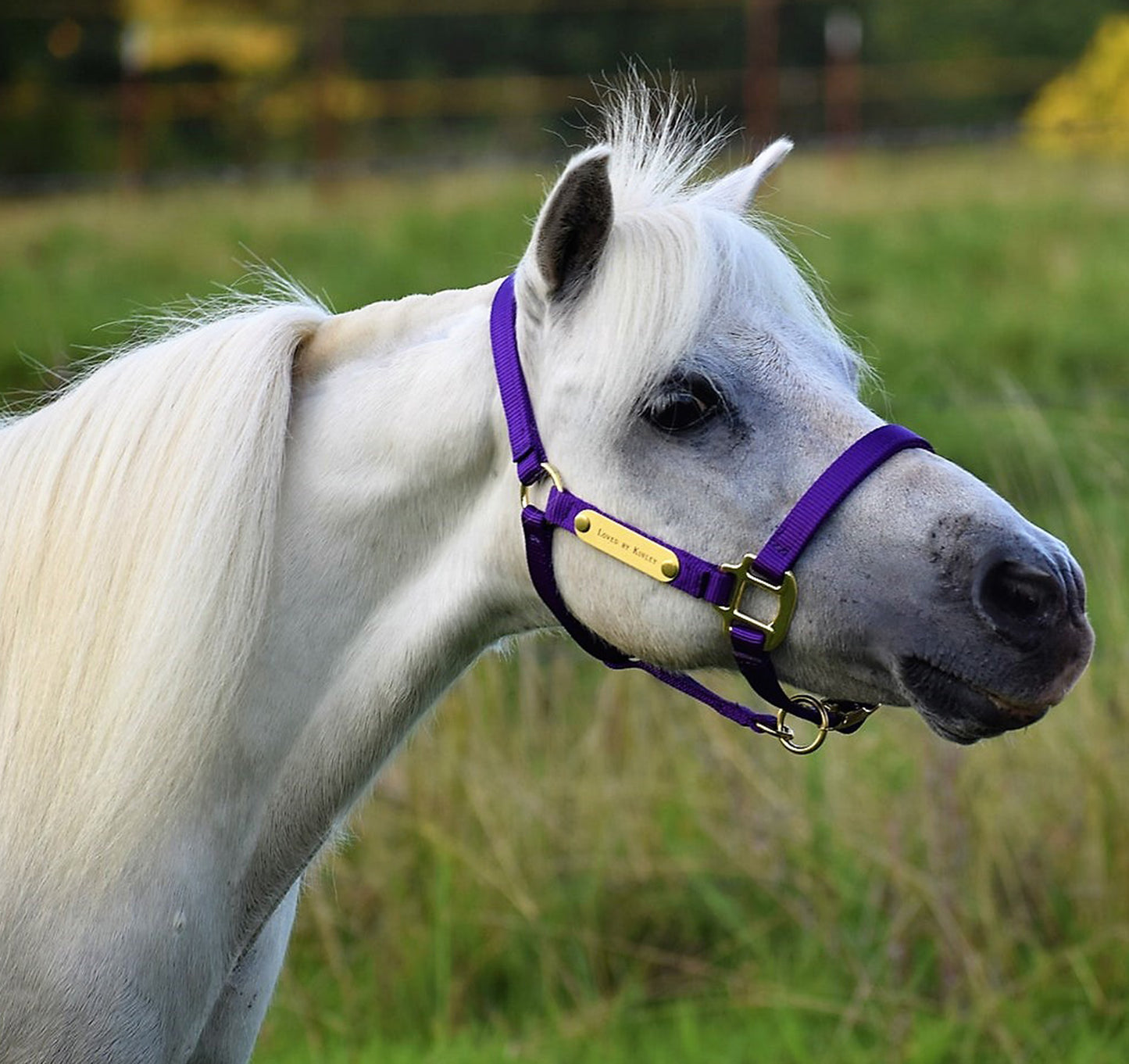 Premium Amish Made Nylon Miniature & Pony Halter with Two Brass Tags