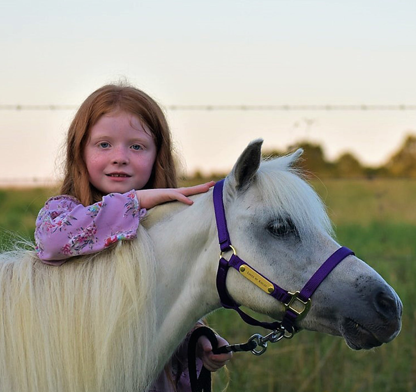 Premium Amish Made Nylon Miniature & Pony Halter with Two Brass Tags