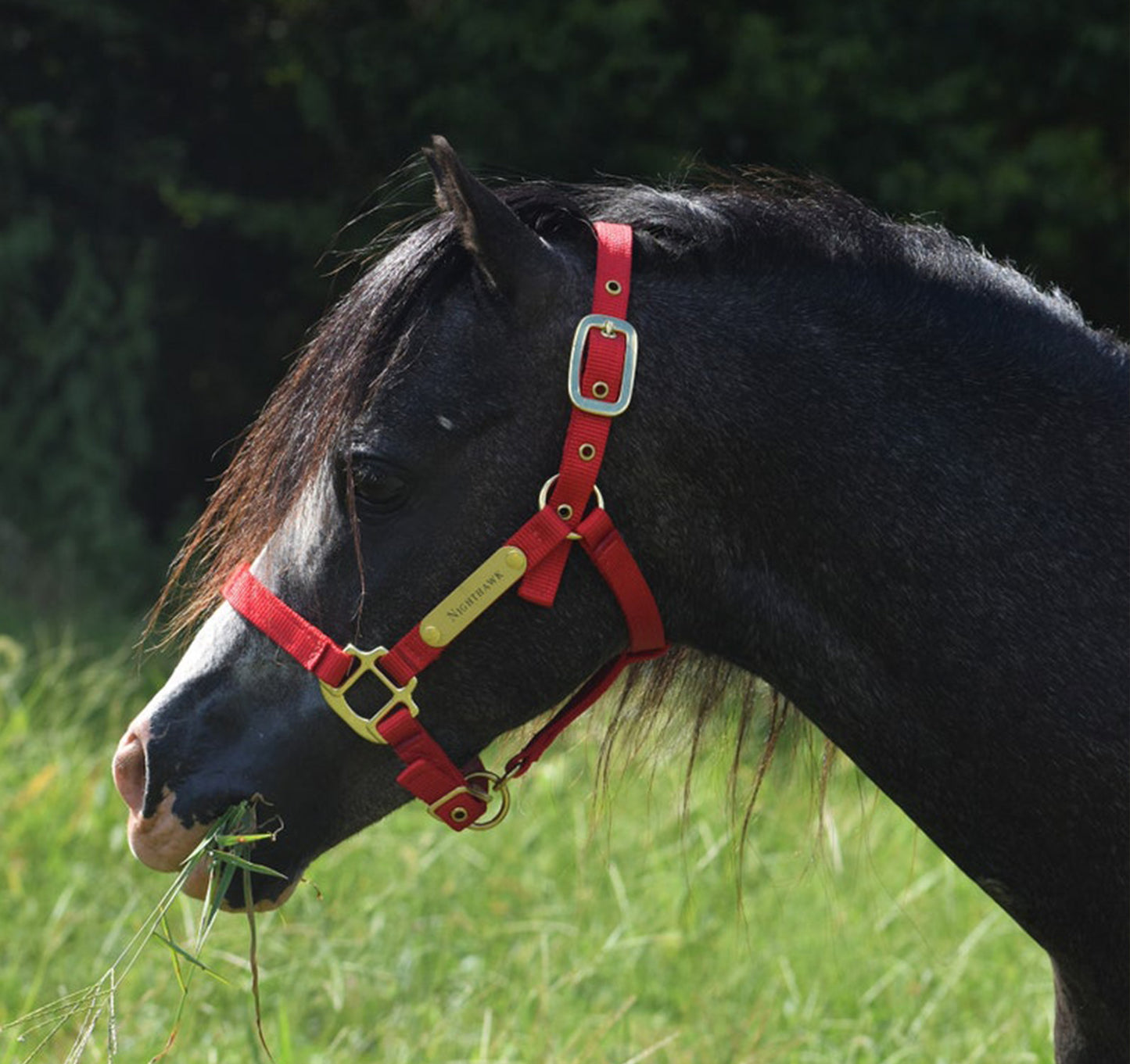 Premium Amish Made Nylon Miniature & Pony Halter with Two Brass Tags