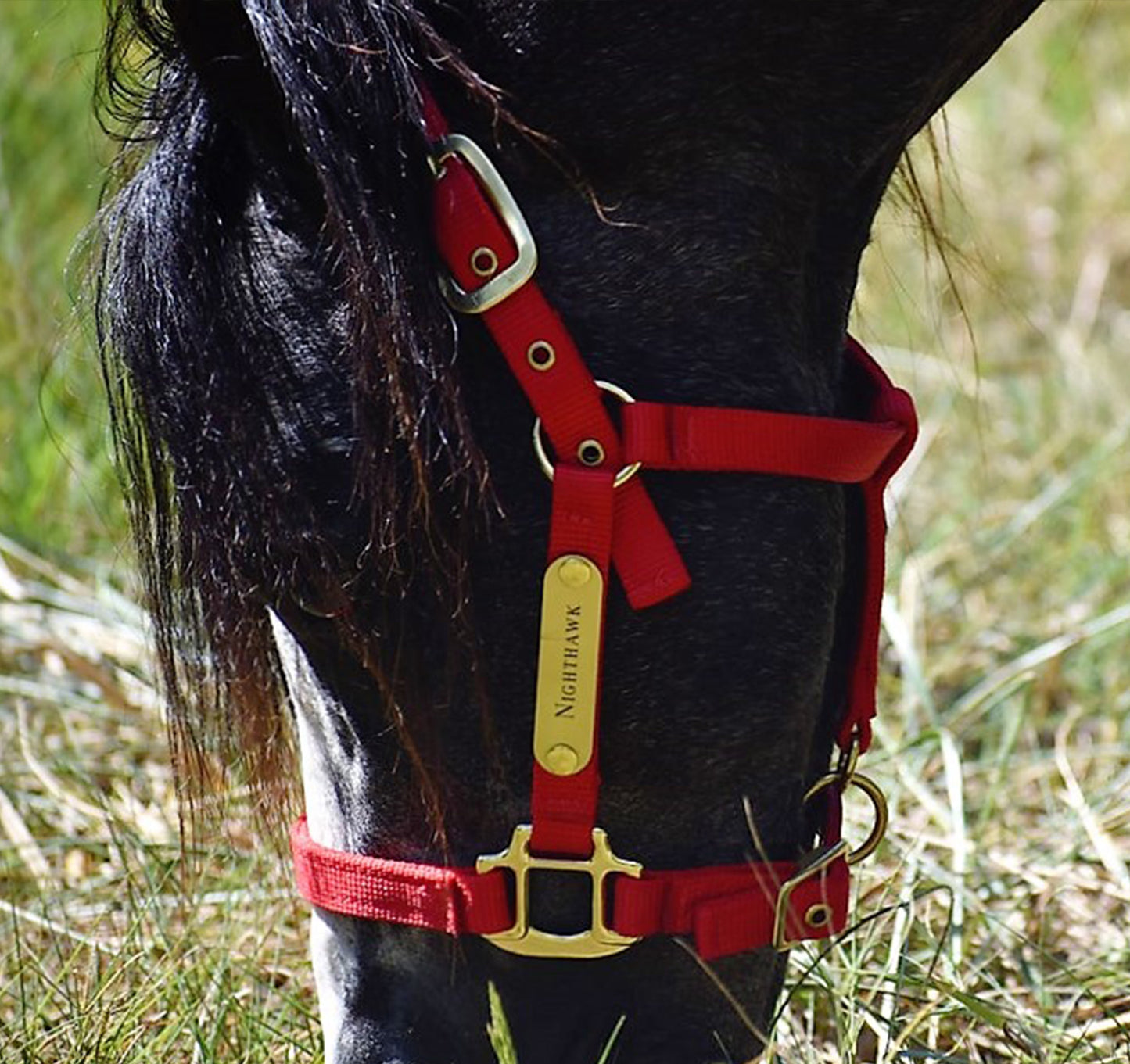 Premium Amish Made Nylon Miniature & Pony Halter with Two Brass Tags