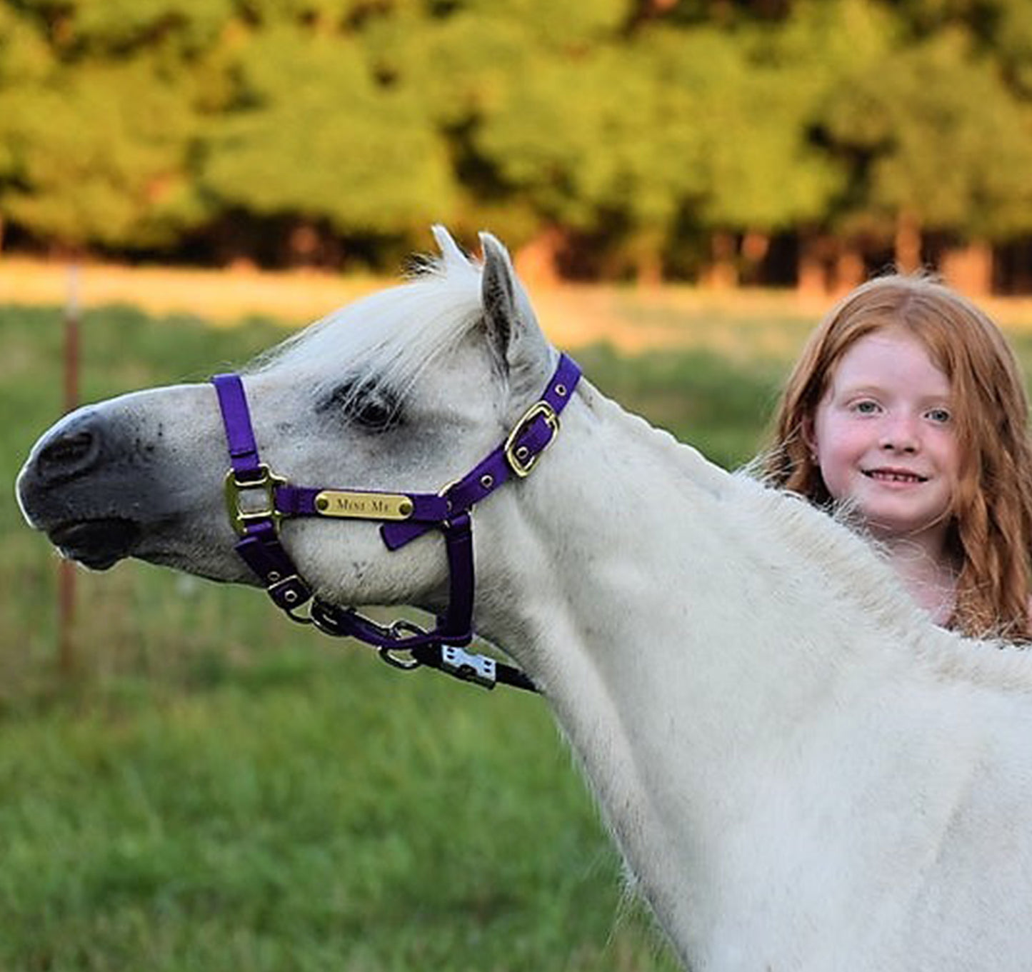 Premium Amish Made Nylon Miniature & Pony Halter with Two Brass Tags