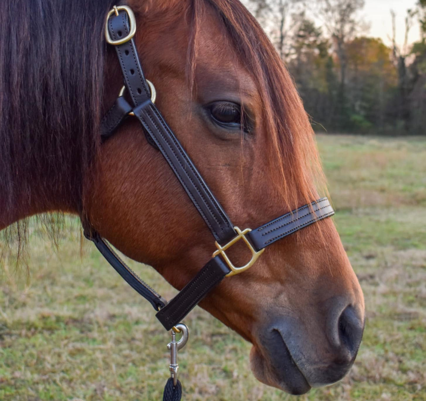 Personalized Triple Leather Horse Halter