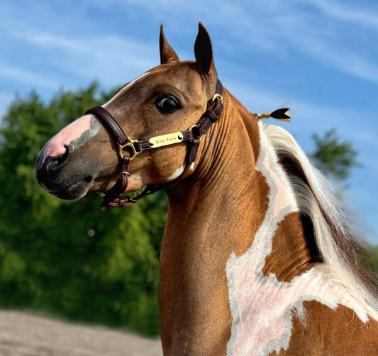 Leather Amish Miniature & Pony Halter with One Brass Tag