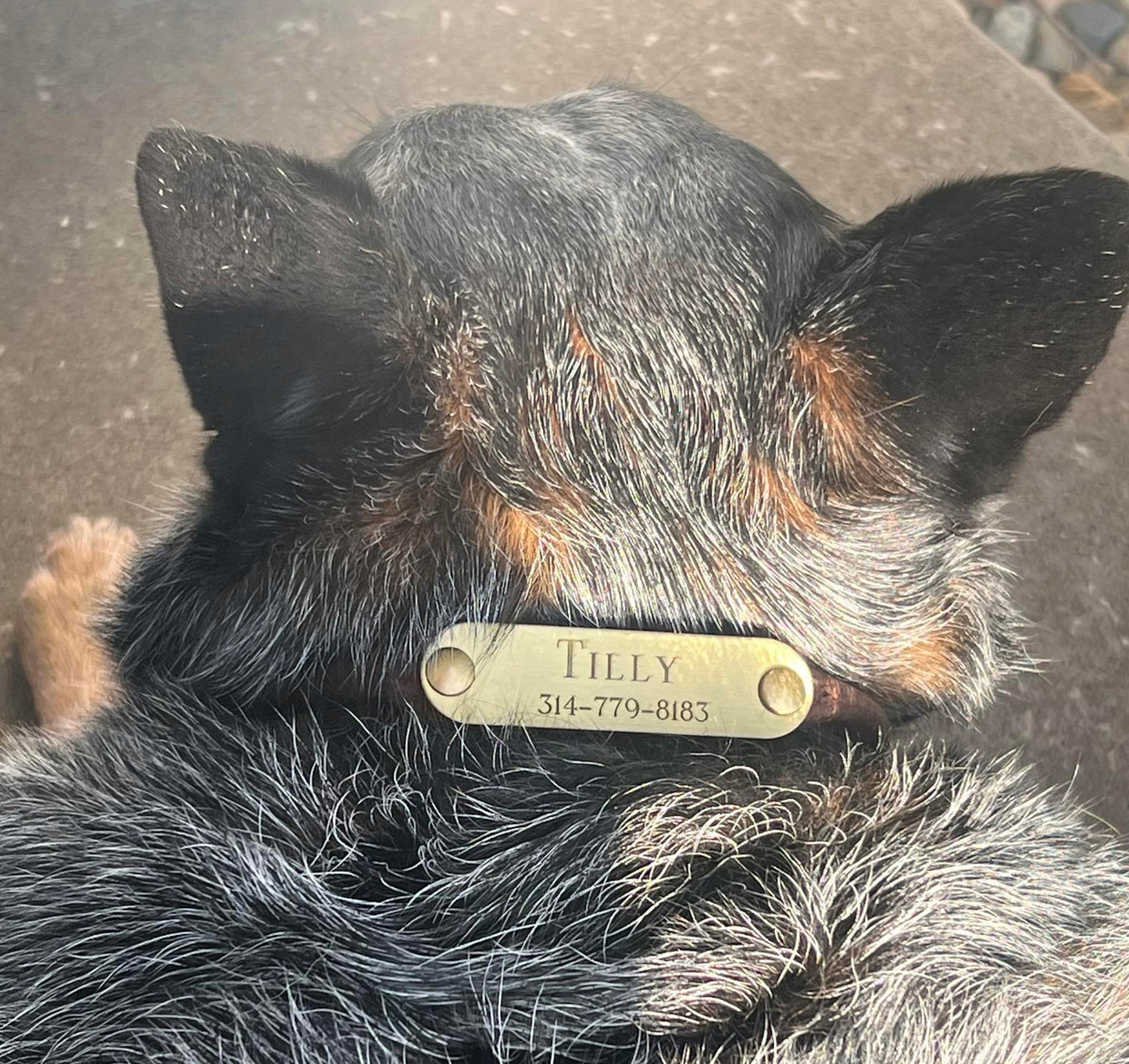 Personalized Amish Made Rolled Leather Dog Collar with One Brass Tag