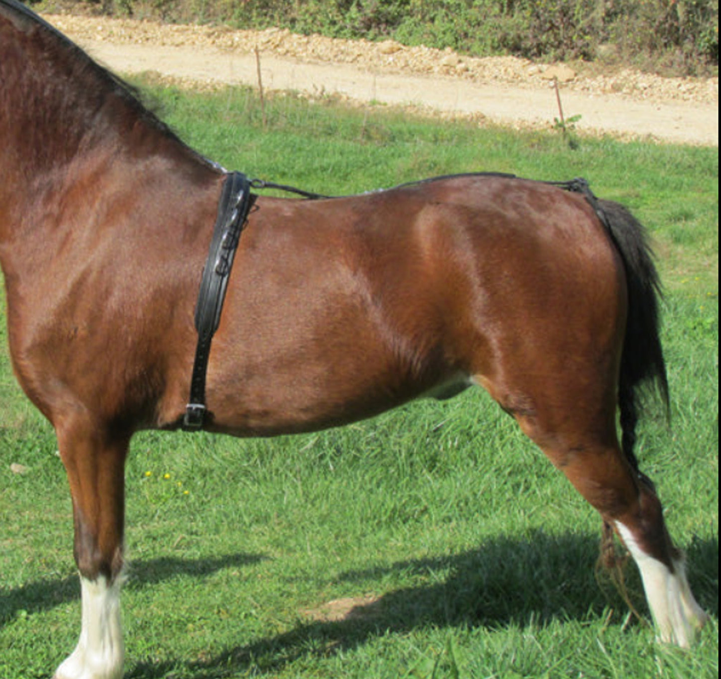 Leather Training Surcingle for Minis & Ponies