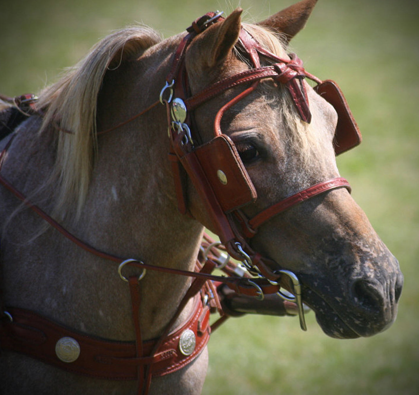 Mose Miller Western Leather Show Harness