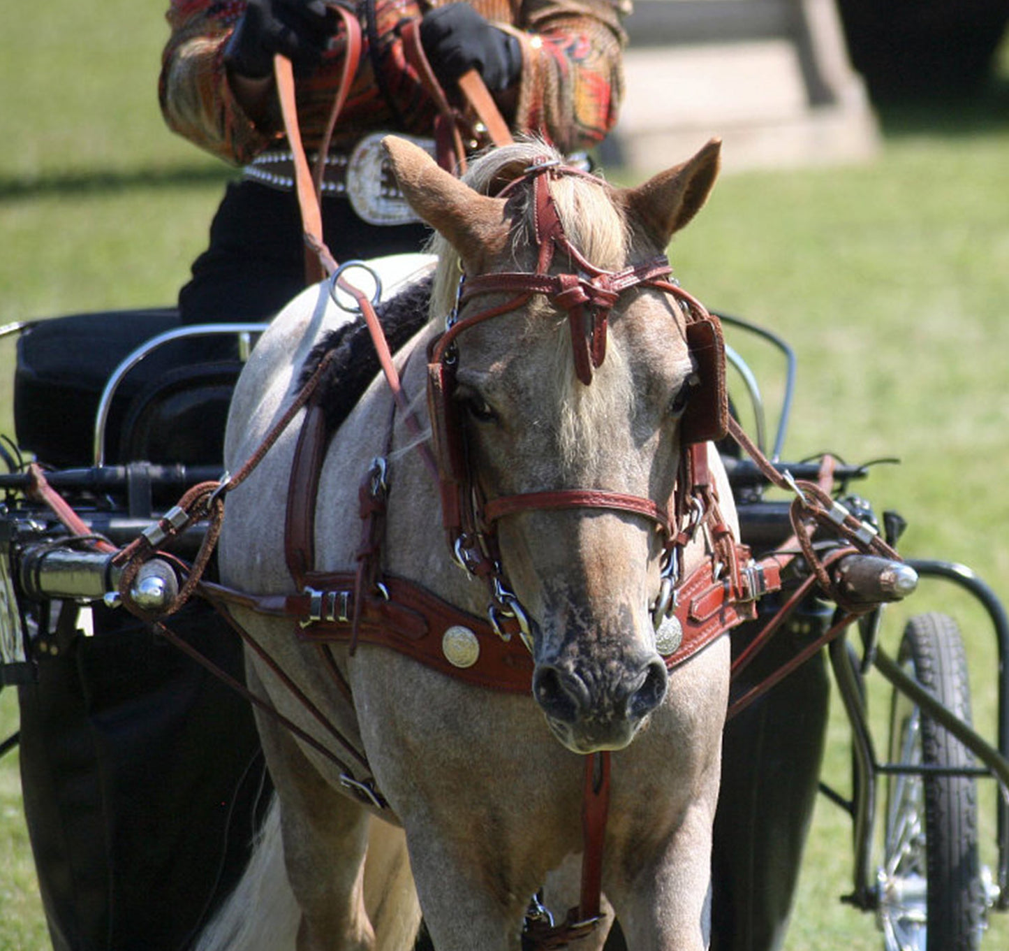 Mose Miller Western Leather Show Harness