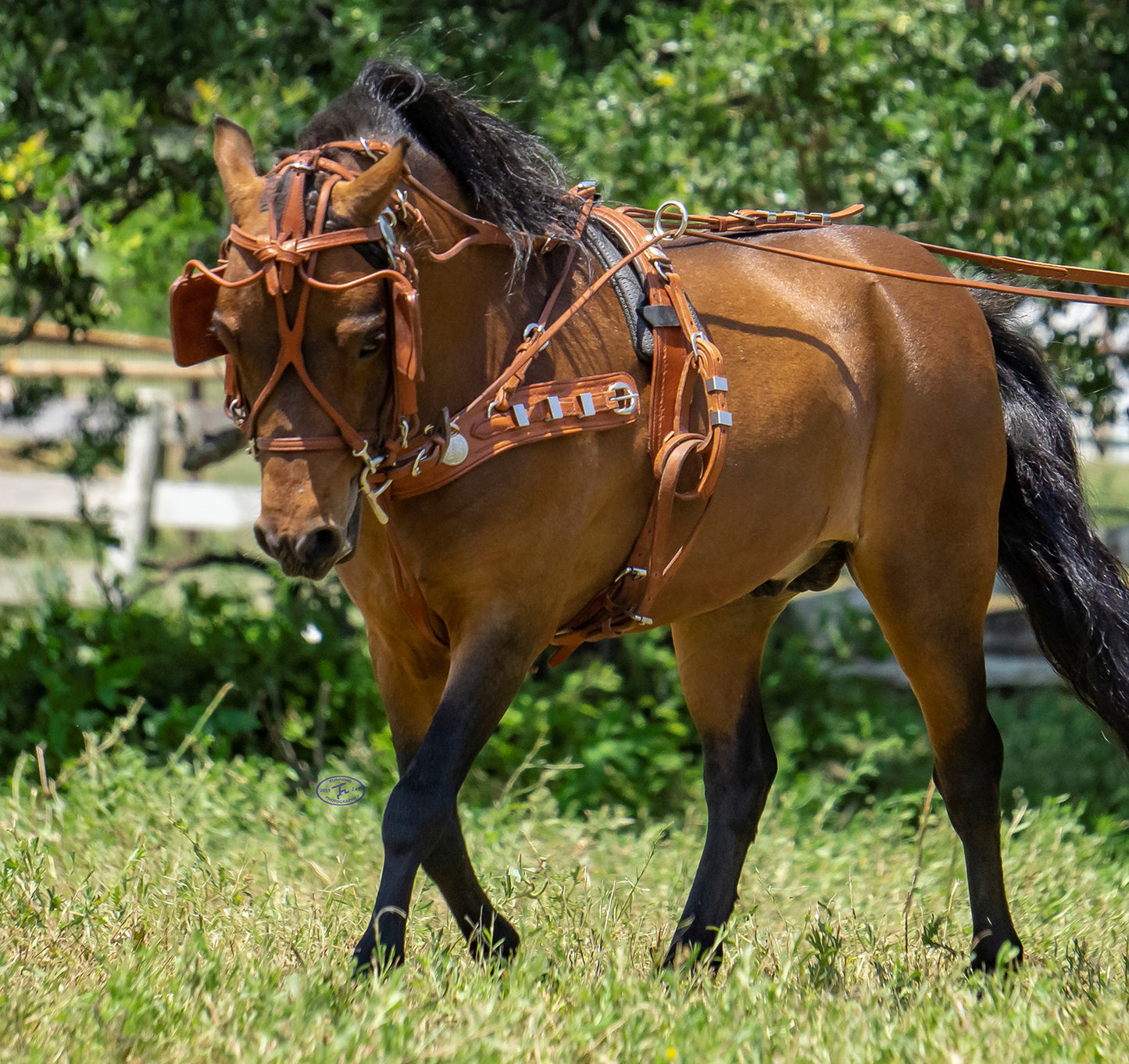 Mose Miller Western Leather Show Harness