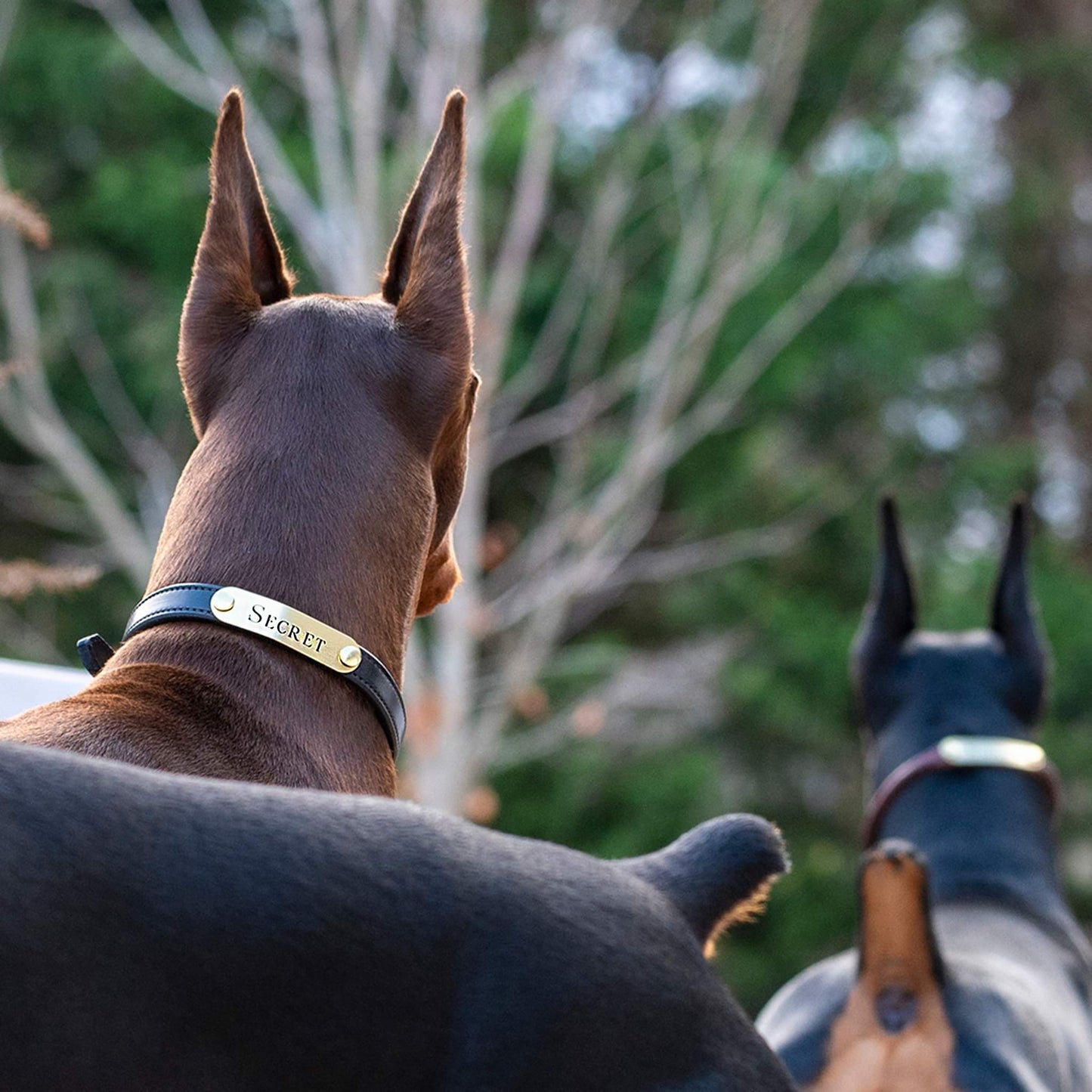 Personalized Amish Made Flat Leather Dog Collar with One Brass Tag