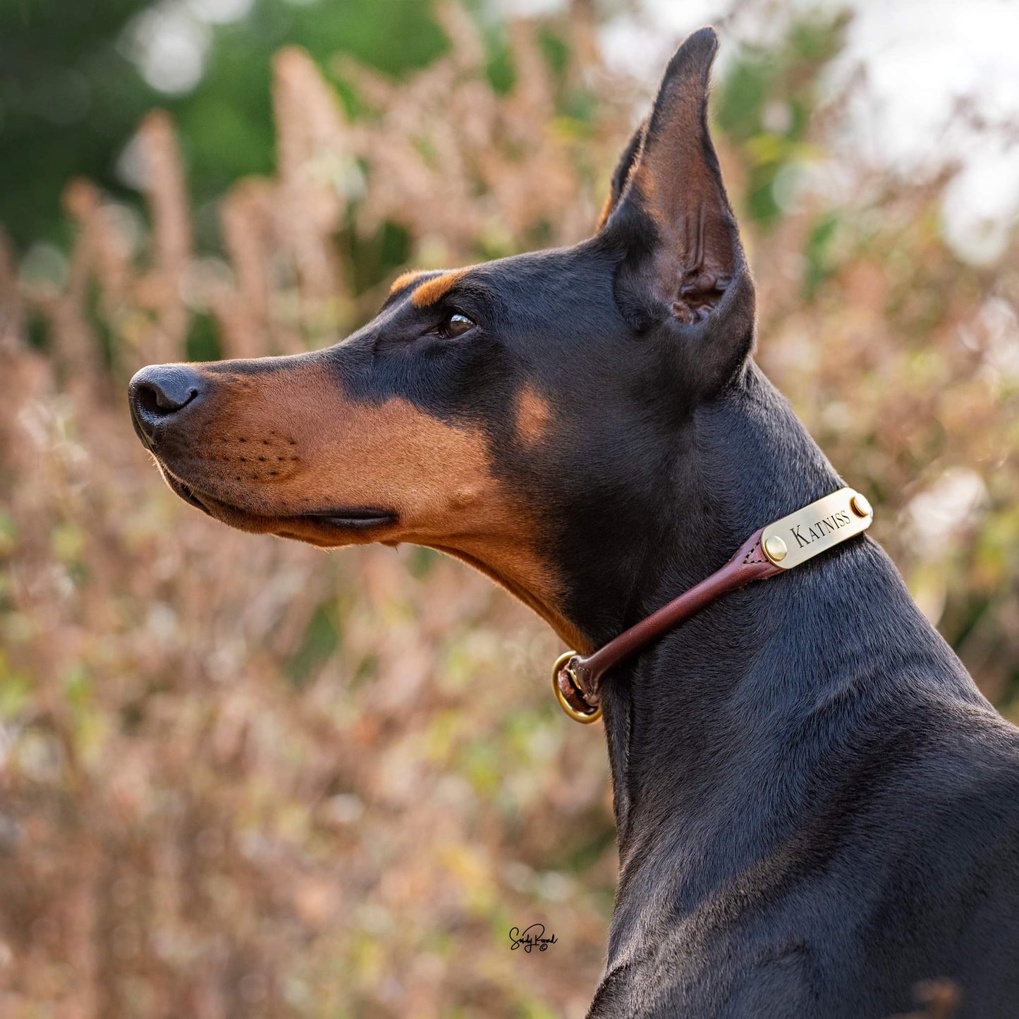 Personalized Amish Made Rolled Leather Dog Collar with One Brass Tag